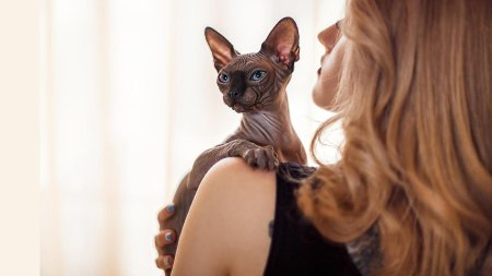 Сфинкс порода кошек