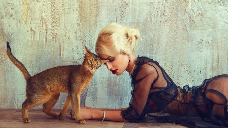 Абиссинская кошка