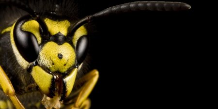 Пчела оса шершень