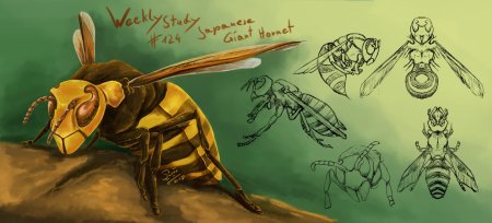 Оса шершень шершень пчела