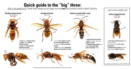 Cicada killer wasp