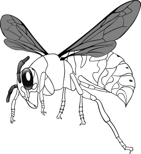Раскраска оса