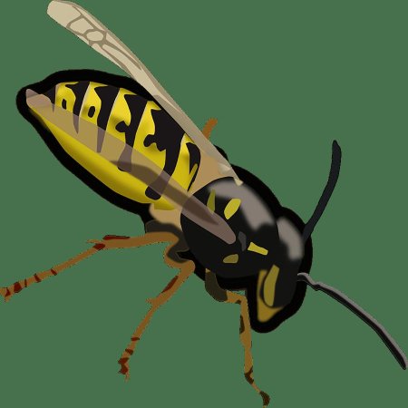 Оса для детей