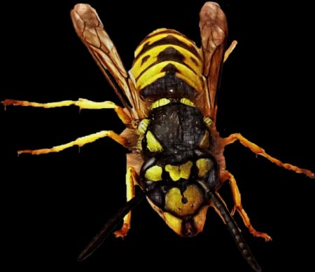 Yellow jacket wasp