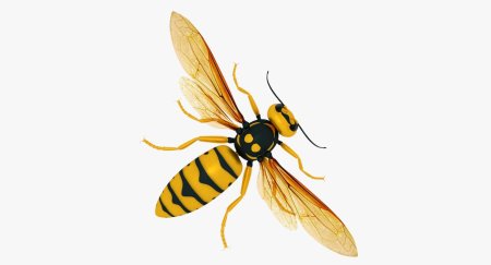 Vespa mandarinia шершень