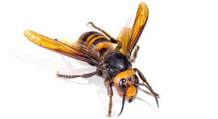 Азиатский шершень vespa mandarinia