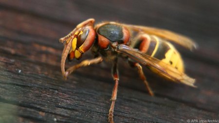 Шершень обыкновенный