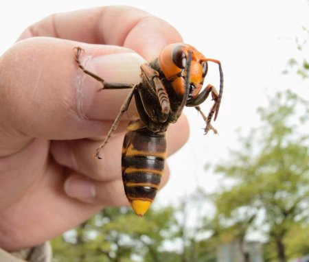 Гигантский азиатский шершень убийца