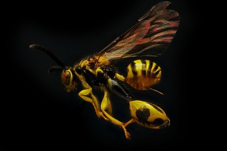 Пчела шершень