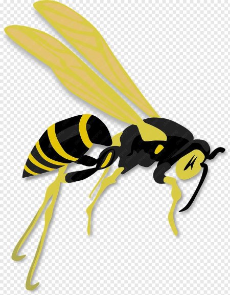 Hornet bee wasp