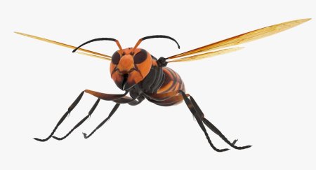 Vespa mandarinia шершень