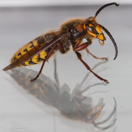 Шершень vespa crabro