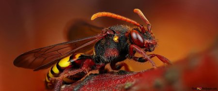 Vespa mandarinia шершень