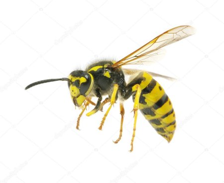 Yellow jacket wasp