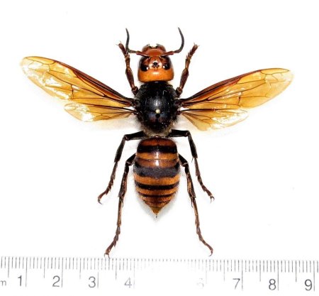 Vespa mandarinia шершень