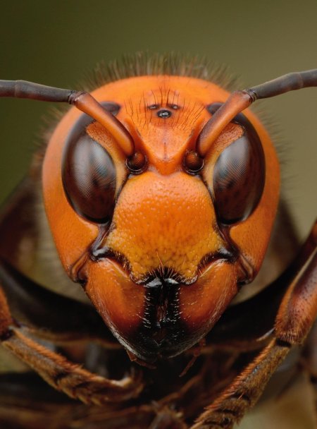 Vespa mandarinia шершень