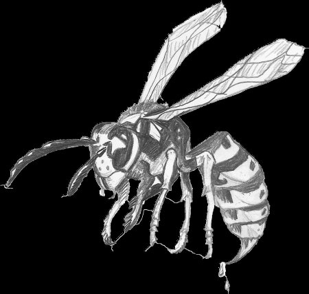 Шершень и оса рисунок