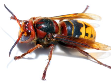 Шершень vespa crabro