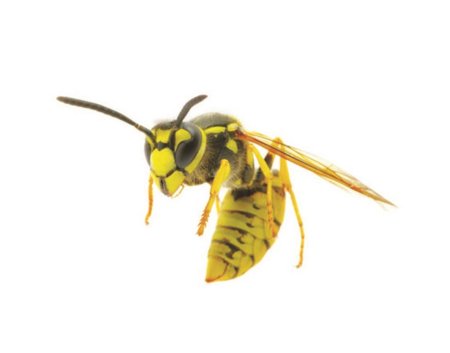 Yellow jacket wasp