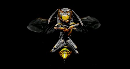 Пчела оса шершень