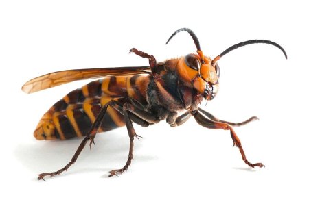 Гигантский азиатский шершень убийца