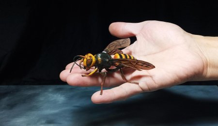 Гигантский азиатский шершень убийца