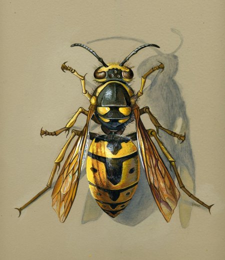 Оса шершень шершень пчела