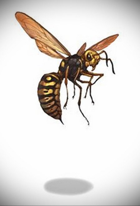 Шершень на белом фоне