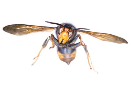 Шершень vespa velutina