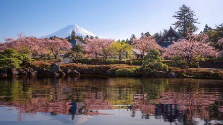 Цветение сакуры на главной горе японии