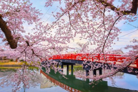 Cherry blossoms in japan
