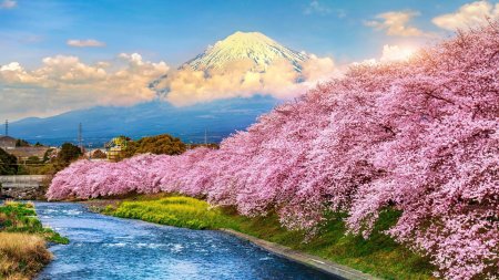 Токио фудзияма сакура