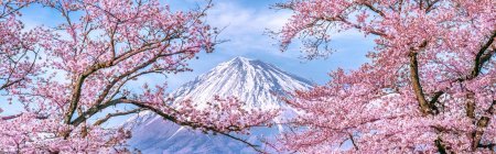 Цветущая сакура