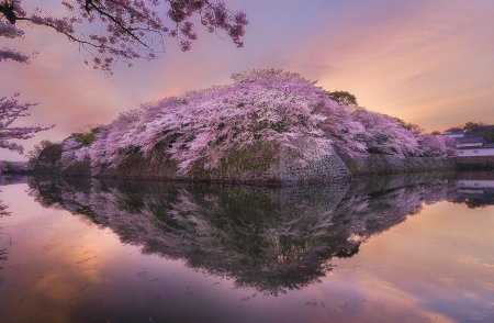 Цветет сакура