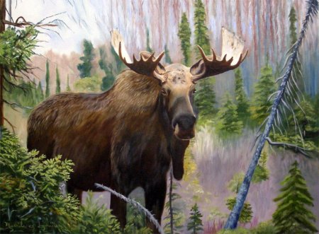 Лось во владимирской области