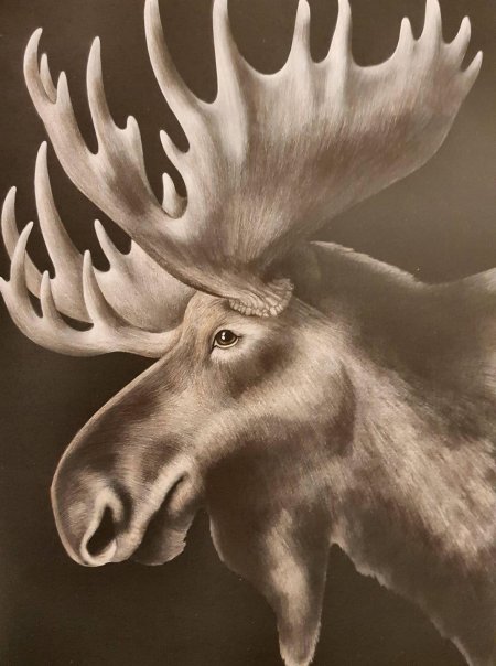 Лось рисунок карандашом