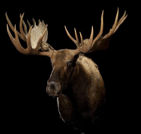 Moose head