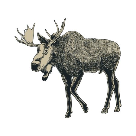 Рисунок лось