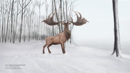 Ирландский большерогий олень