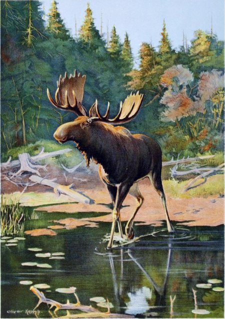 Художник-анималист терри даути (terry