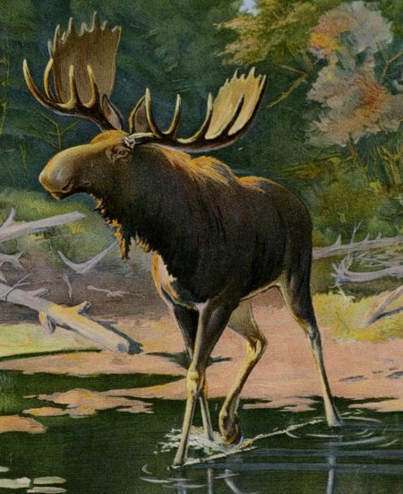 Лоси картина