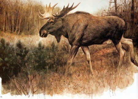 Сохатый лось