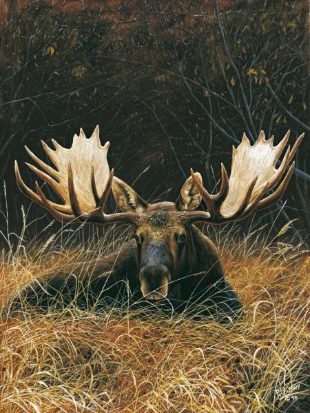 Сохатый лось