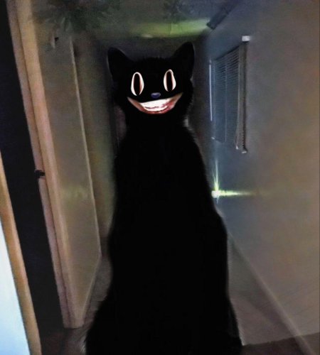 Картун кэт в реальной жизни