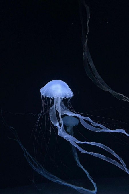 Blue jellyfish
