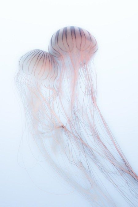 Pink jellyfish