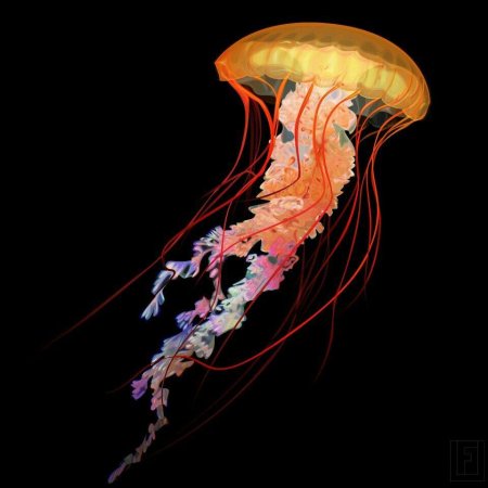 Красивая медуза