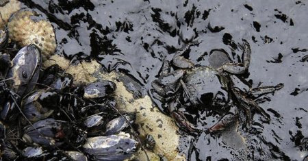 Загрязнение мирового океана разлив нефти