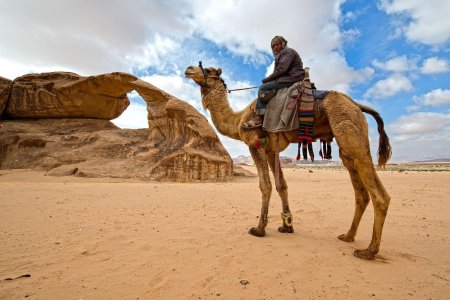 Верблюд в пустыне