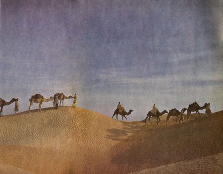 Верблюд в пустыне